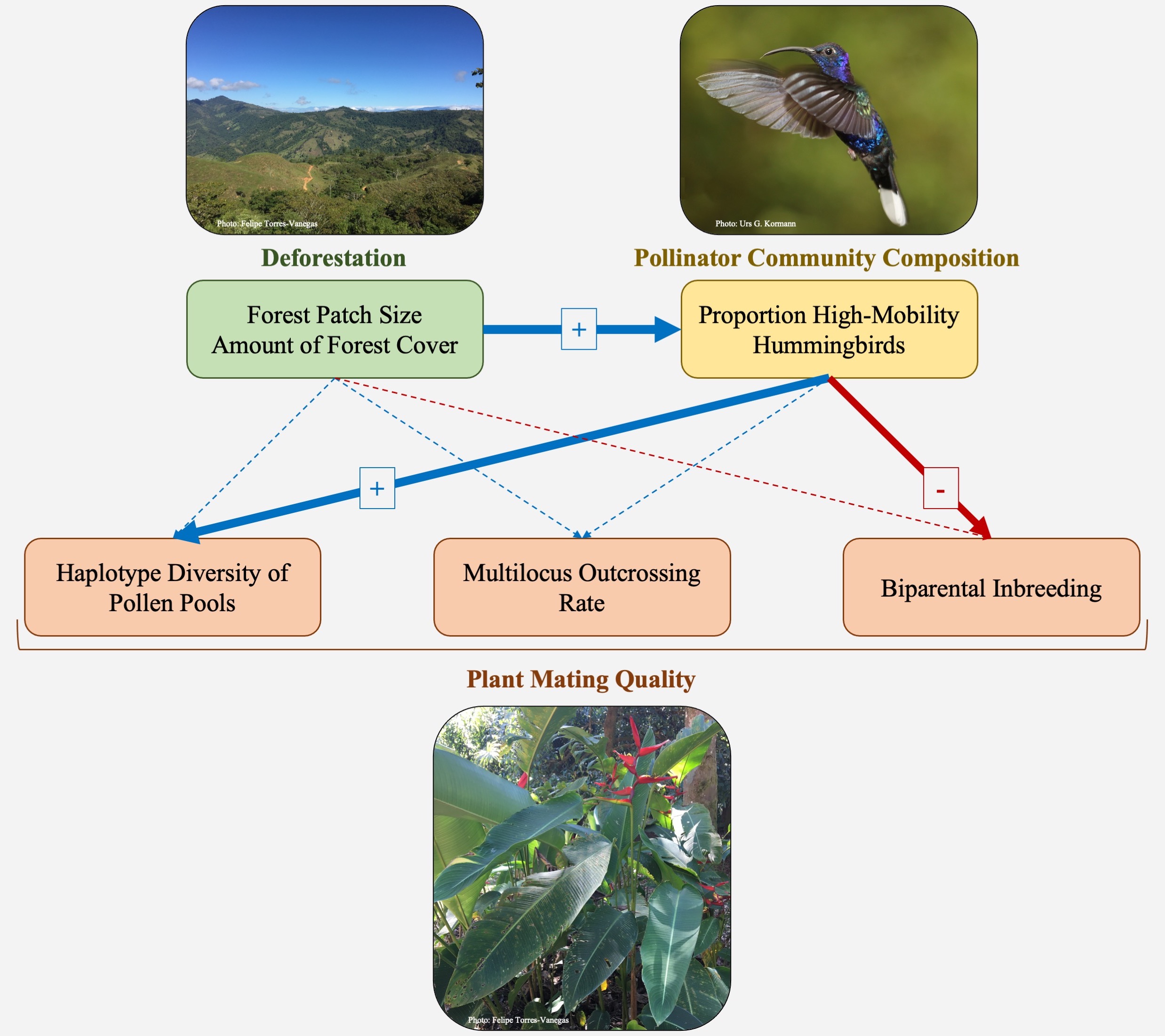 Path Diagram